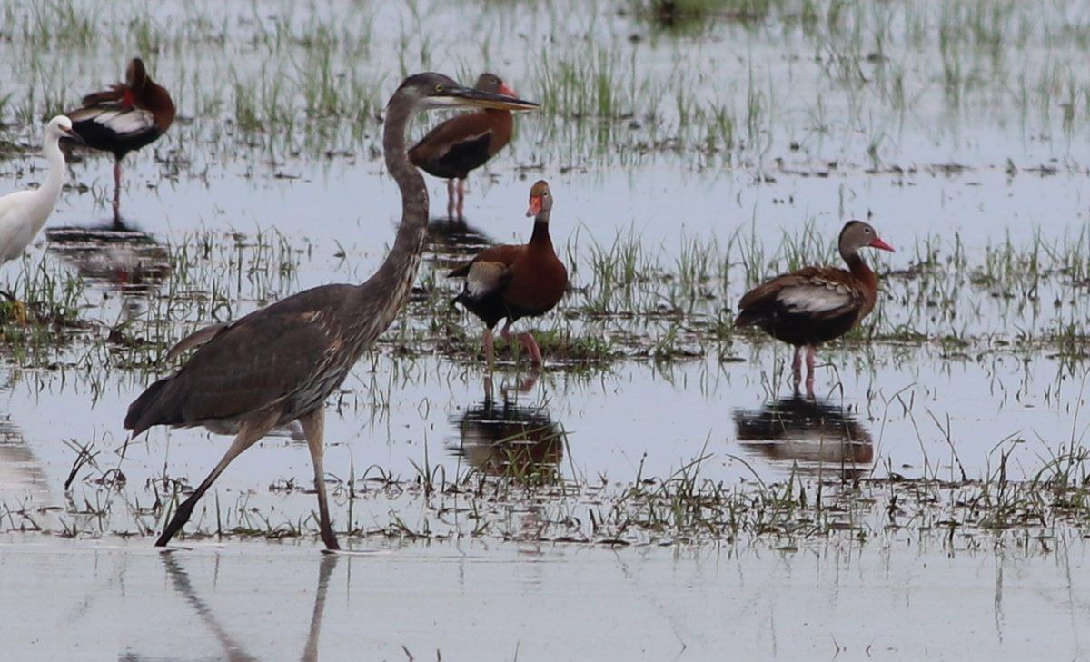 Birds at Lake Apopka