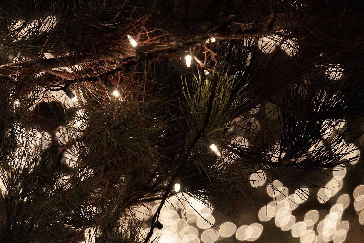 Warm Christmas lights glowing on a tree