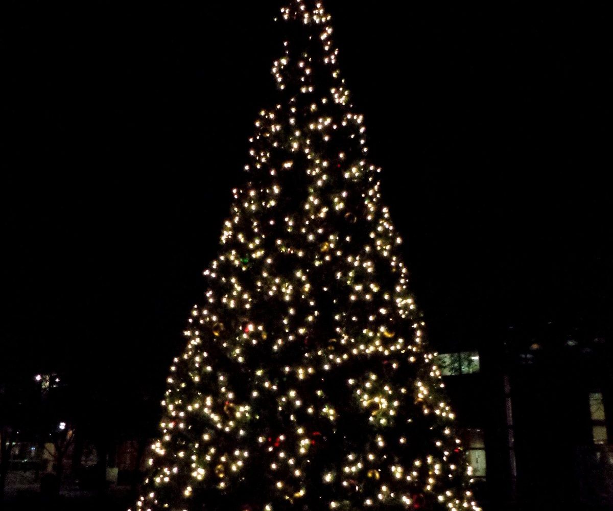 An outdoor Christmas tree covered in white lights at night