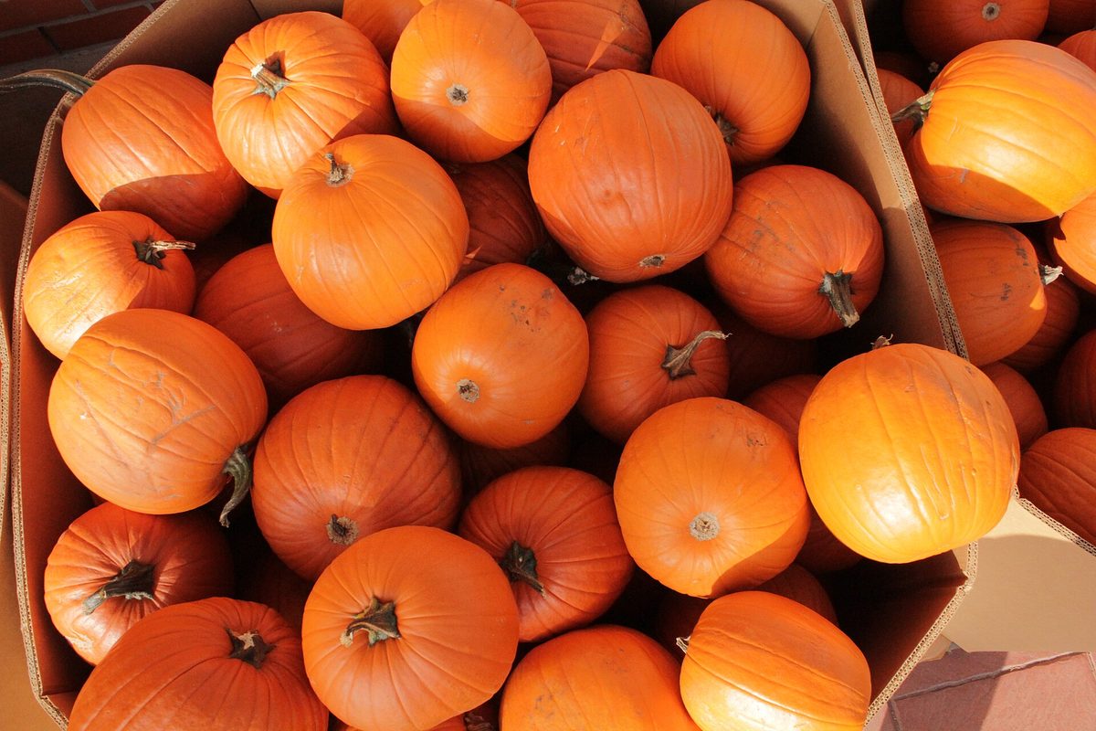A pile of orange pumpkins for sale